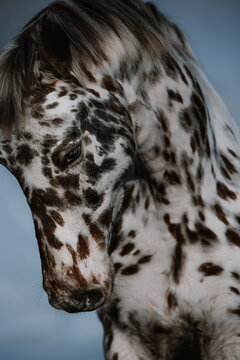 Close up profile portrait of a beautiful spotted horse