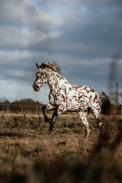 Majestic leopard Appaloosa horse running in a field