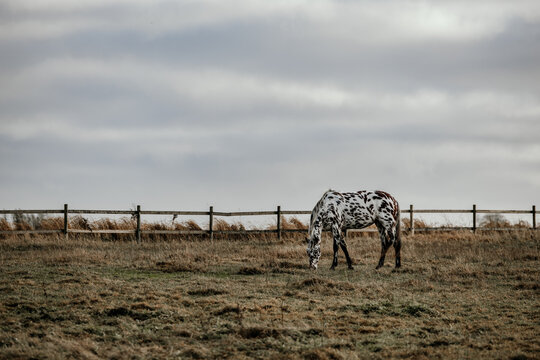 A spotted horse grazing peacefully in a rural field