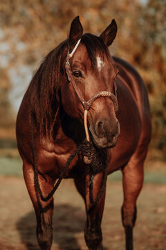 A beautiful bay quarter horse with bosal in golden light