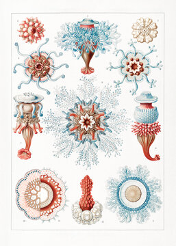 Vintage biological chart illustration of detailed sea anemones and polyp species