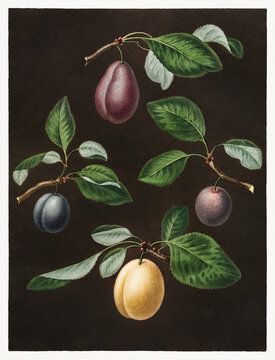 Vintage botanical illustration of plum branches with ripe purple, yellow, and blue fruits on dark background