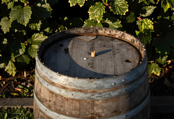 Naklejka premium Winemaking and viticulture tradition, wooden wine barrel in a vineyard with grape leaves for winery production and organic agriculture industry