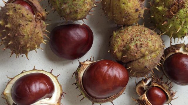 A collection of chestnuts and their spiky husks on a light surface. They are shiny brown, while the husks are green and brown with spikes.
