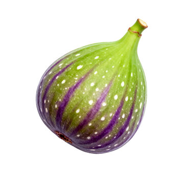 Fresh unripe fig with purple stripes and white dots on white background