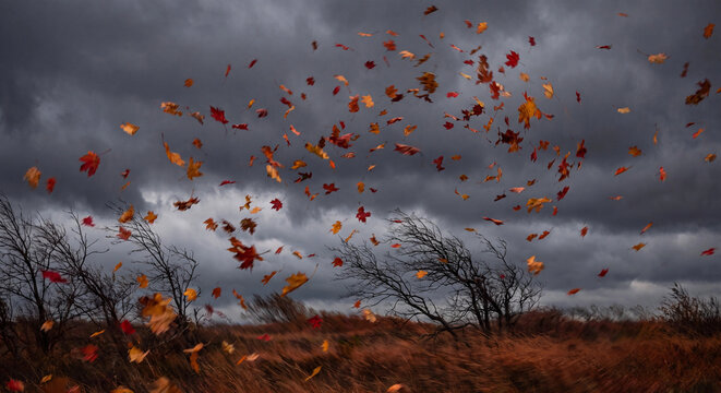 Autumn leaves photo swirling in strong wind over bare trees and grass under stormy sky