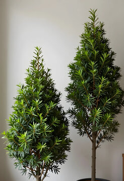 Biophilic design and interior landscaping, two potted yew trees for home decor and sustainable office environment with evergreen plants in minimalist room