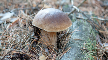 mushroom in the forest © lazalnik