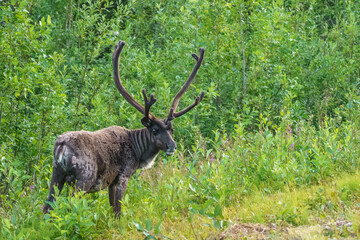 Reindeer,  Rangifer tarandus © Mats