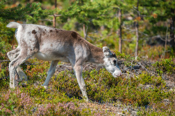 Reindeer calf, Rangifer tarandus © Mats