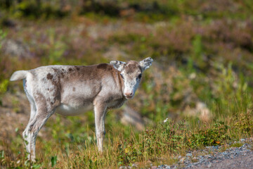 Reindeer calf, Rangifer tarandus © Mats