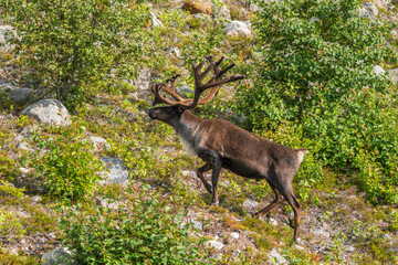 Reindeer,  Rangifer tarandus © Mats
