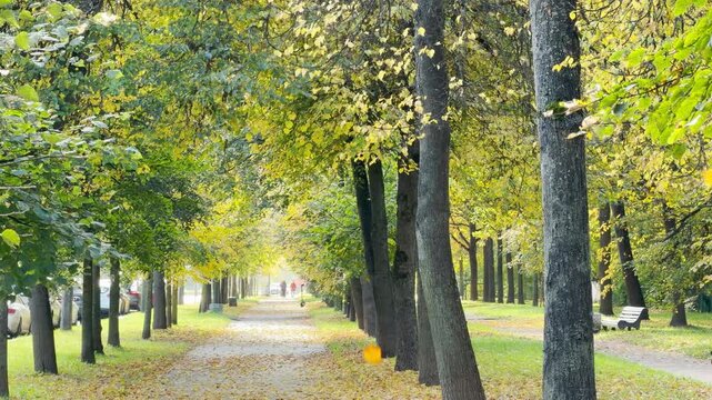 Golden leaves fall gently in slow motion. This peaceful autumn park in Pushkin, Saint Petersburg brings serene joy and calm.