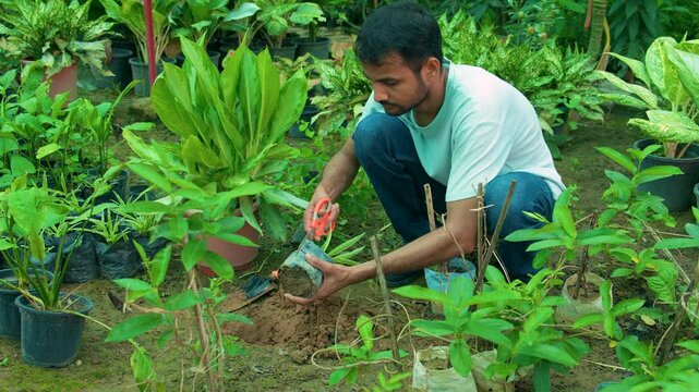 Indian man gardening and planting saplings in a nursery in