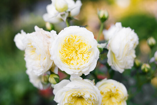 Pilgrim Rose Bush Growing in Summer Backyard