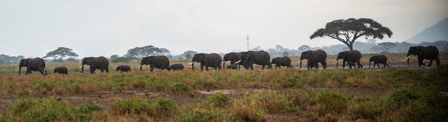 Fototapeta premium Elephant herd crossing the savanna