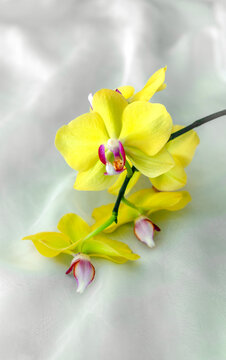 The branch of yellow orchids on white fabric background
