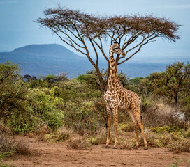 Giraffe beneath acacia in african savanna © Fabio