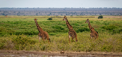 Three giraffes in savanna landscape © Fabio