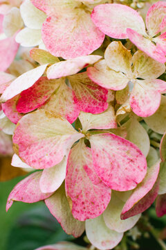 Hydrangea Paniculata Diamond Rouge Blossom Changing Color Closeup