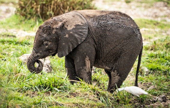 Mud-covered baby elephant grazing with egret