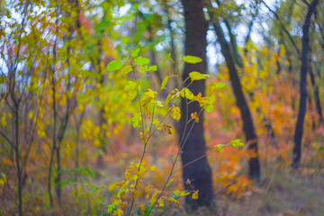 autumn red forest glade, calm and peaceful outdoor seasonal scene © Yuriy Kulik