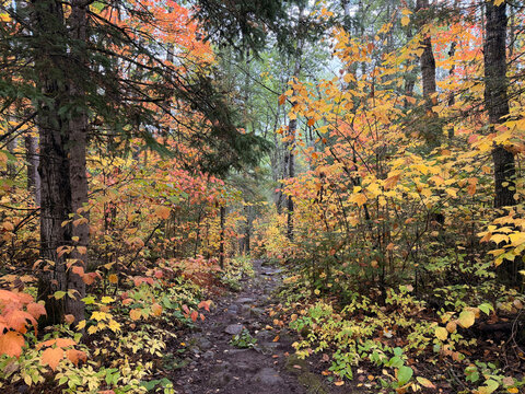 Fall color along the 600 Road near Tofte