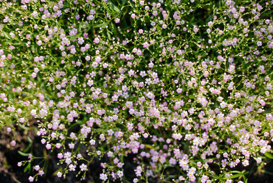 Beautiful Pink Gypsophila Flowers Background in Summer Garden