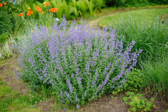 Flowering Nepeta Catmint Spikes in Decorative Backyard