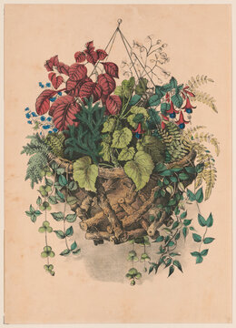 Vintage Victorian botanical engraving of a hanging basket with colorful flowers, fuchsias, ferns, and trailing vines