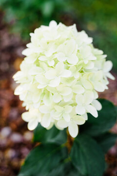 Macro View of Skyfall Hydrangea Petals with Natural White and Green Texture