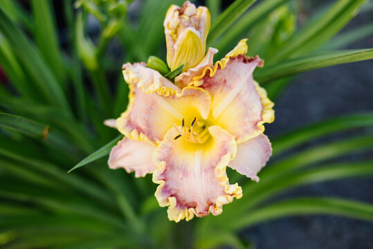 Ruffled Daylily With Yellow Throat And Pink Cream Petals