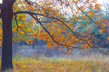 closeup red autumn oak tree branch in the forest, seasonal outdoor scene © Yuriy Kulik