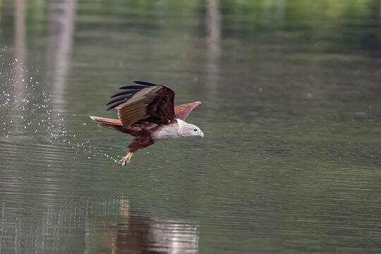 A Brahminy Kite (Haliastur indus) performing a dynamic fishing action, dipping its talons into the water surface to catch a fish, with water splashes over a calm river background.