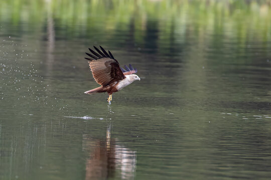 A Brahminy Kite (Haliastur indus) performing a dynamic fishing action, dipping its talons into the water surface to catch a fish, with water splashes over a calm river background.