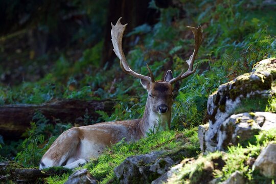 closeup of a fallow deer