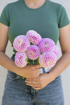 Person Holding Fresh Pink Snoho Sonia Dahlias