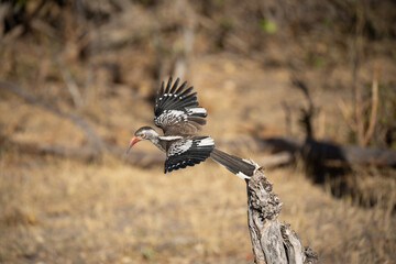 a southern hornbill ( Tockus rufirostris ), which is characterized by its black and white coloration, long bent red beak, and spotted wings. © vaclav