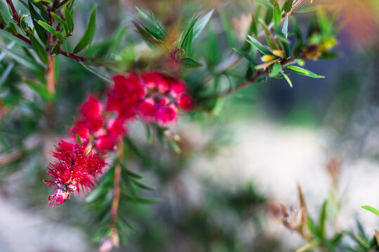 native Australian callistemon bottle brush plant with red flowers shot at shallow depth of field