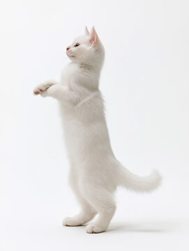 猫, ペット, かわいい猫, 白猫, 茶トラ猫, 子猫, 猫のポートレート, 動物, ねこ, ネコ, ペット広告, ペット用品, キャットフード, 猫用フード, おやつ, ペットショップ, 動物病院, 獣医, ペット保険, 猫用品, キャットケア, 猫の健康, 猫の美容, 室内猫, 家庭猫, 飼い猫, コンパニオンアニマル, 座る猫, 立つ猫, 見上げる猫, 前足を上げる猫, カメラ目線, 正面,