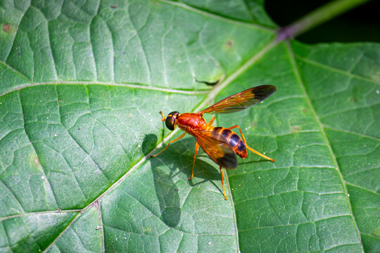 Orange winged insect resting on a green leaf