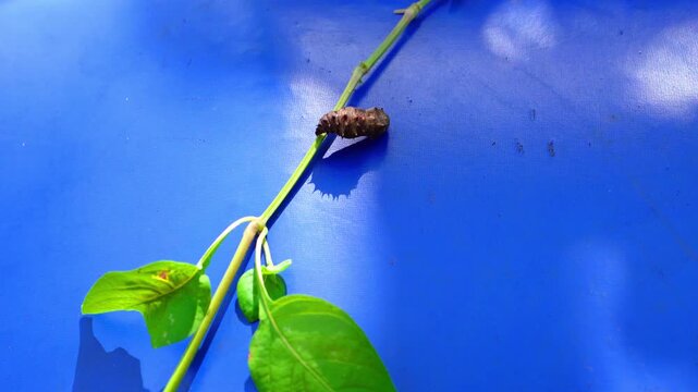 A butterfly pupa wriggles to molt or undergo metamorphosis.