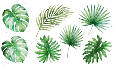 Watercolor tropical palm leaves set, monstera and botanical green foliage illustrations, hand painted jungle plant elements for wedding design isolated on Transparent Background © riponhossain