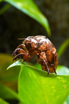 Macro shot of a brown cicada shell or exuviae left on a green leaf