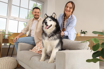Pet ownership and companionship, happy couple relaxing on sofa with their husky dog at home in a...