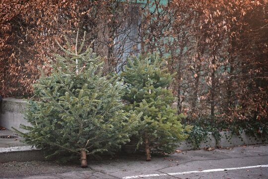 Two discarded christmas trees after the Holiday on the sidewalk. Horizontal image with selective focus.	