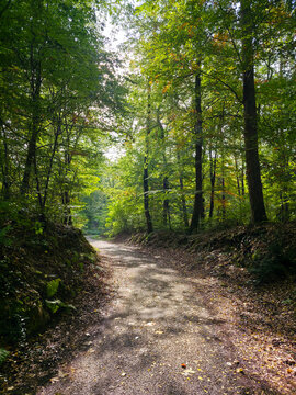 radiant sunbeams filter through woodland branches onto a graceful curved trail inviting peaceful walks through fresh green forest