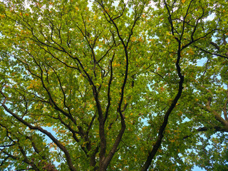 Fototapeta premium majestic old oak tree with vibrant green leaves glowing warmly beneath a brilliant blue summer sky in peaceful nature