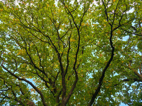majestic old oak tree with vibrant green leaves glowing warmly beneath a brilliant blue summer sky in peaceful nature