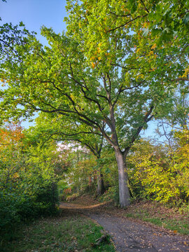 colorful ancient oak trees line a peaceful woodland path glowing with warm autumn sunset light and vibrant seasonal foliage